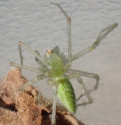 Réf. 235 505 : Peucetia viridis
